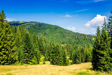 Výzvy na obnovu lesov a budovanie turistickej infraštruktúry v nich Image43549